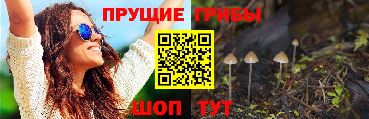 Бузулук  Галлюциногенные грибы Psilocybine cubensis  Галлюциногенные грибы Psilocybine cubensis  Вход с VPN 